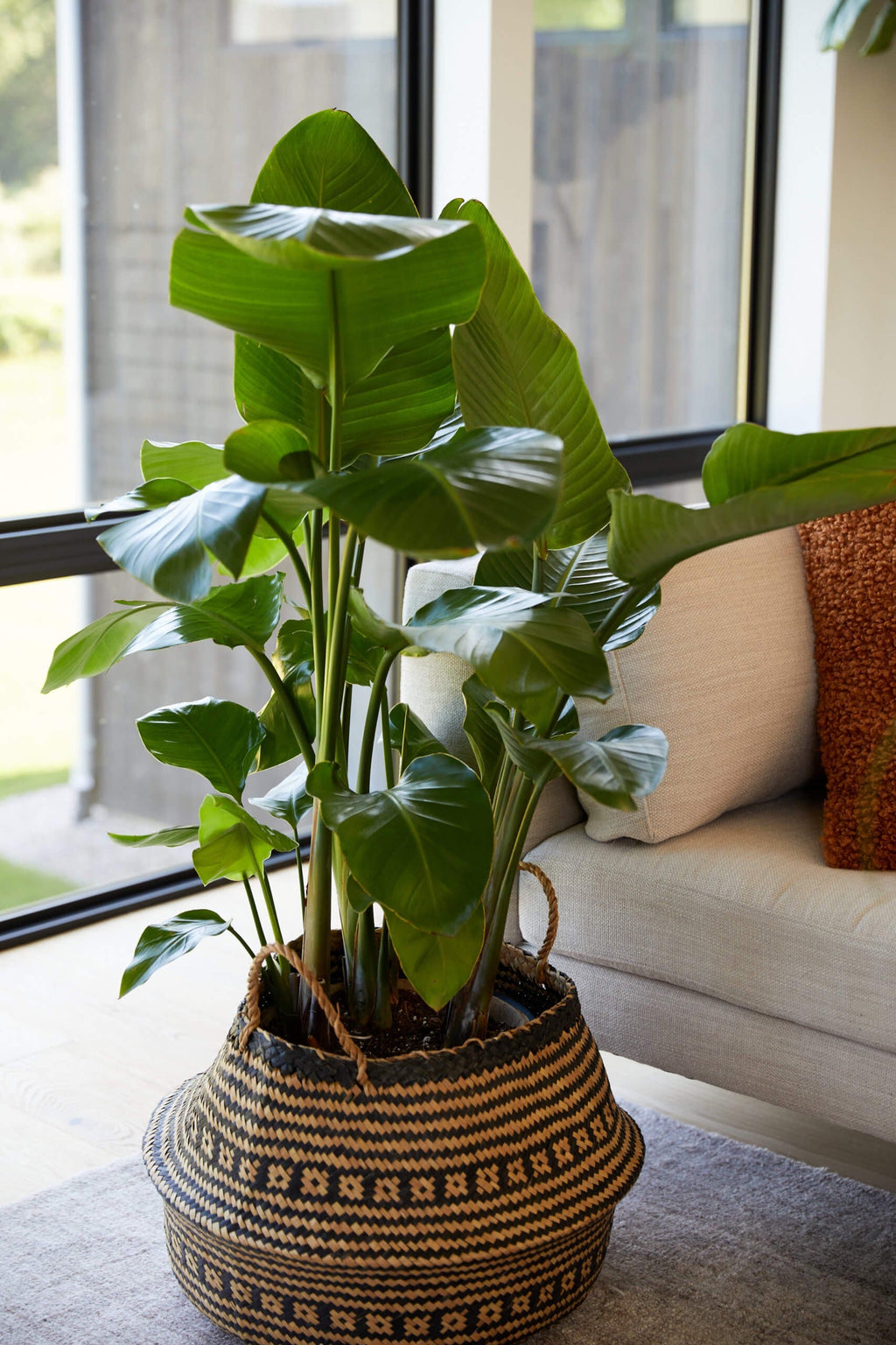 Bird of Paradise XXL