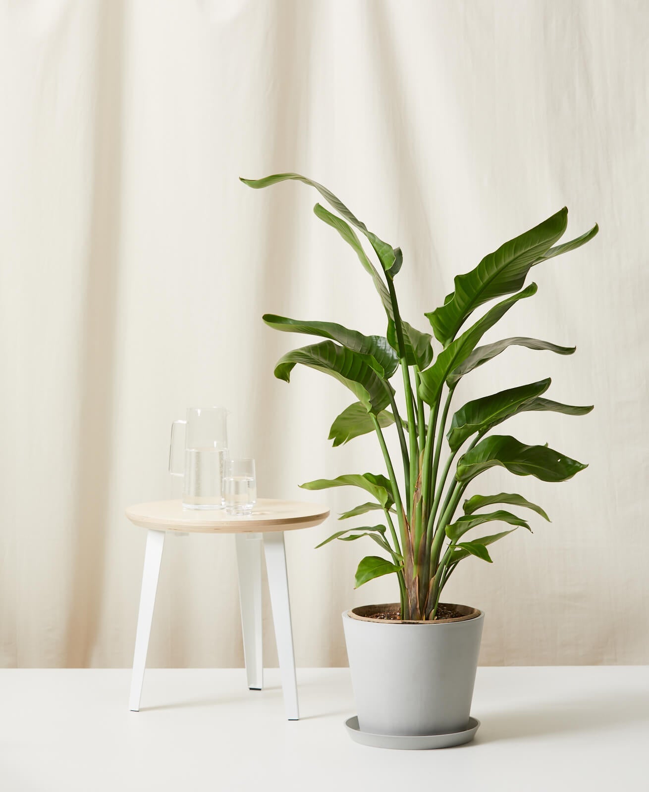 Bird of Paradise XXL