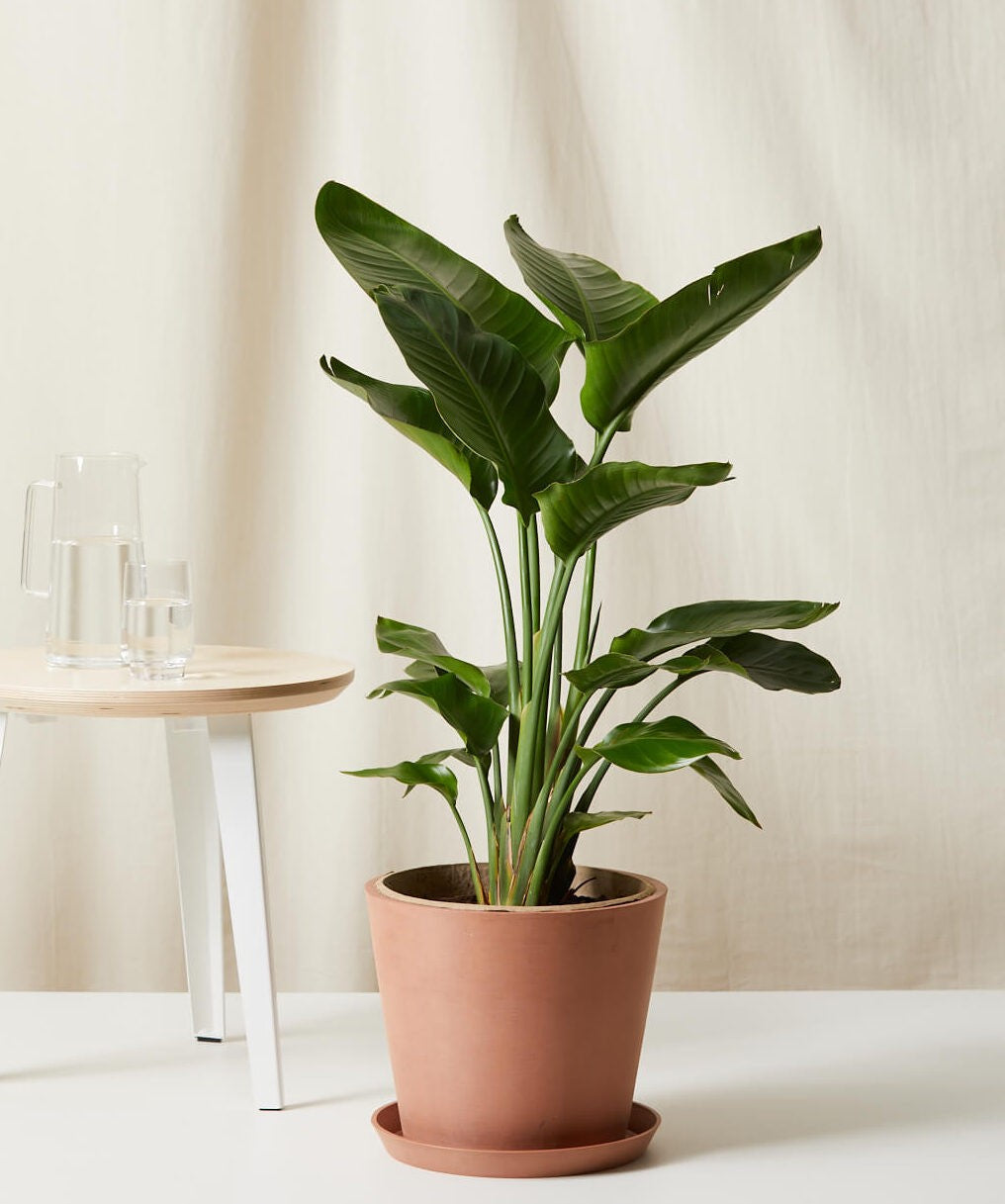 Bird of Paradise XXL