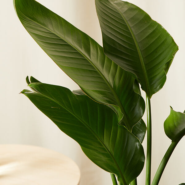 Bird of Paradise XXL