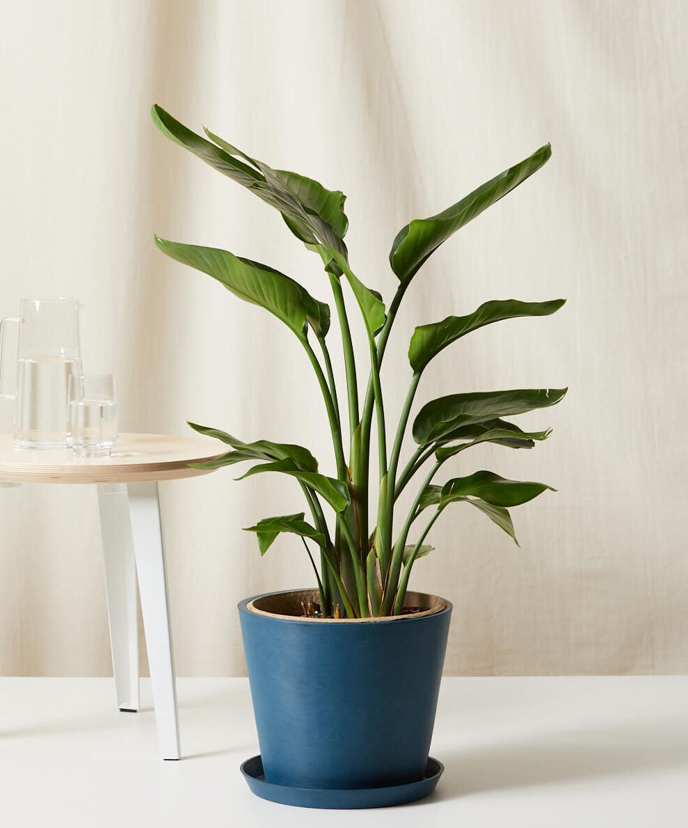 Bird of Paradise XXL