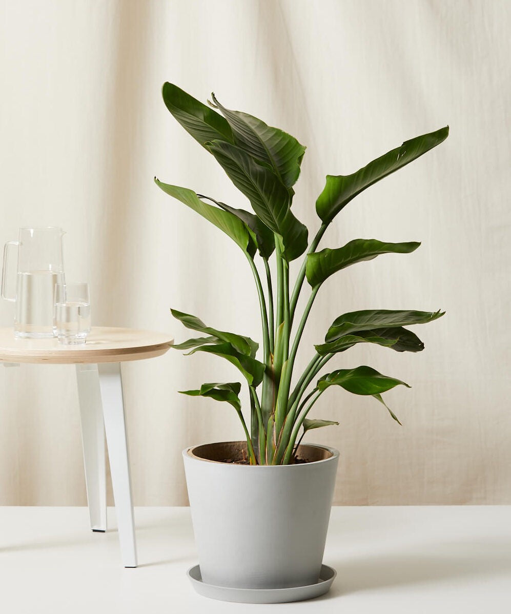 Bird of Paradise XL